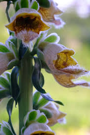 Image result for Digitalis ferruginea