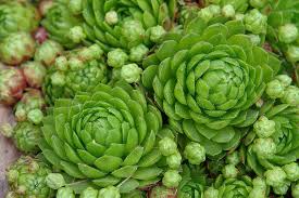 Attēlu rezultāti vaicājumam “Jovibarba globifera”