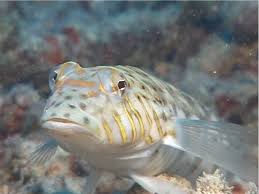 Attēlu rezultāti vaicājumam “Xanthogramma sp. male”