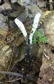 Attēlu rezultāti vaicājumam “Cordyceps polyarthra”