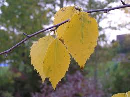 Attēlu rezultāti vaicājumam “Betula papyrifera leaf”