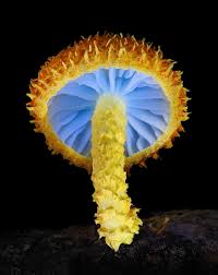 Attēlu rezultāti vaicājumam “Hemitrichia decipiens stalked”