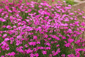Attēlu rezultāti vaicājumam “Dianthus deltoides”