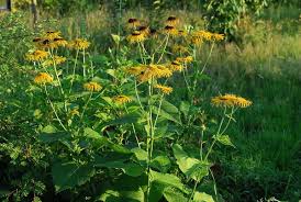 Attēlu rezultāti vaicājumam “Telekia speciosa bud”