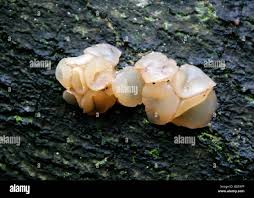 Attēlu rezultāti vaicājumam “Neobulgaria pura”