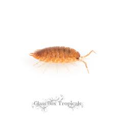 Attēlu rezultāti vaicājumam “Isopaches bicrenatus”