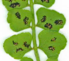 Attēlu rezultāti vaicājumam “Asplenium viride”