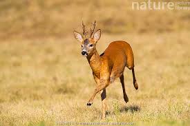 Attēlu rezultāti vaicājumam “Capreolus capreolus”