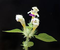 Attēlu rezultāti vaicājumam “Galeopsis speciosa”