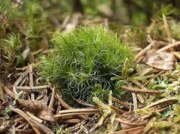 Attēlu rezultāti vaicājumam “Dicranum spurium”