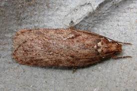 Attēlu rezultāti vaicājumam “Depressaria olerella”