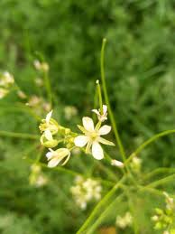 Attēlu rezultāti vaicājumam “Sisymbrium altissimum”