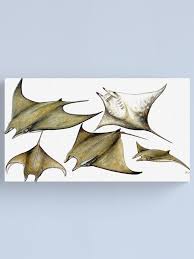 Image result for Mobula tarapacana