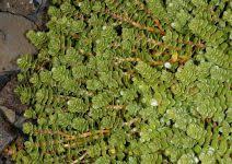 Attēlu rezultāti vaicājumam “Honckenya peploides fruit”