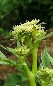 Attēlu rezultāti vaicājumam “Levisticum officinale flower”