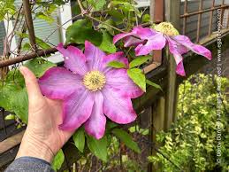 Attēlu rezultāti vaicājumam “Clematis”