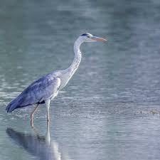 Attēlu rezultāti vaicājumam “Ardea cinerea adult”