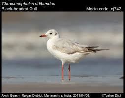 Image result for Chroicocephalus ridibundus