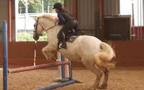 Image result for Ayr Riding Club