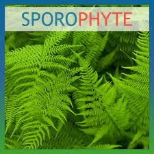 Attēlu rezultāti vaicājumam “sporophyte”
