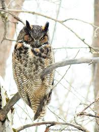 Attēlu rezultāti vaicājumam “Bubo bubo adult”