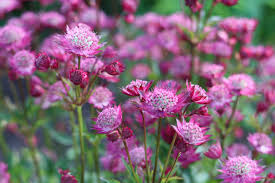 Attēlu rezultāti vaicājumam “Astrantia major fruit”
