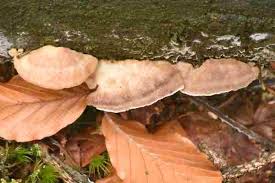 Attēlu rezultāti vaicājumam “Antrodiella”