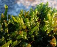 Attēlu rezultāti vaicājumam “Plagiothecium cavifolium”