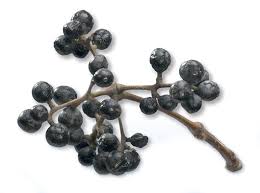 Attēlu rezultāti vaicājumam “Phellodendron amurense fruit”