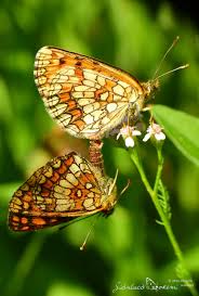 Attēlu rezultāti vaicājumam “Mellicta athalia larva”
