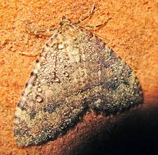 Attēlu rezultāti vaicājumam “Epirranthis diversata imago”