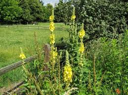 Image result for Nachtkerze