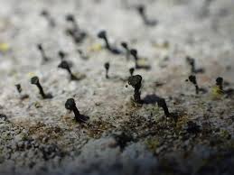 Attēlu rezultāti vaicājumam “Calicium adspersum”