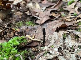 Attēlu rezultāti vaicājumam “Cordyceps ophioglossoides”