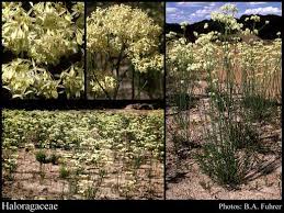Attēlu rezultāti vaicājumam “Haloragaceae”