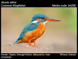 Attēlu rezultāti vaicājumam “Alcedo atthis”