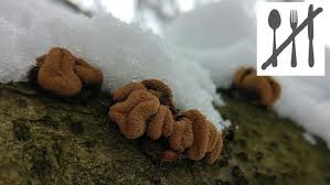 Attēlu rezultāti vaicājumam “Encoelia furfuracea”