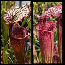 Attēlu rezultāti vaicājumam “Collaria rubens stalked”