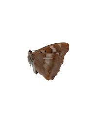 Attēlu rezultāti vaicājumam “Apatura ilia female”