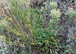 Attēlu rezultāti vaicājumam “Lepidium latifolium”