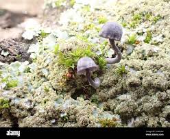 Attēlu rezultāti vaicājumam “Mycena pseudocorticola”