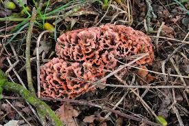 Image result for Podoscypha multizonata