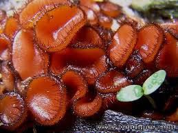 Attēlu rezultāti vaicājumam “Scutellinia scutellata”