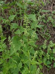 Attēlu rezultāti vaicājumam “Chenopodium acerifolium leaf”
