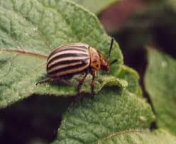 Attēlu rezultāti vaicājumam “Leptinotarsa decemlineata”