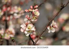 Attēlu rezultāti vaicājumam “Telekia speciosa bud”