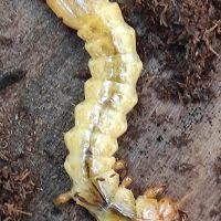 Attēlu rezultāti vaicājumam “Pyrochroidae larva”