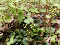 Attēlu rezultāti vaicājumam “Pyrola chlorantha”
