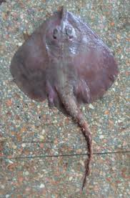 Image result for Leucoraja