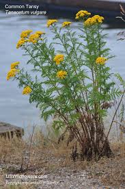 Image result for Tanacetum vulgare
